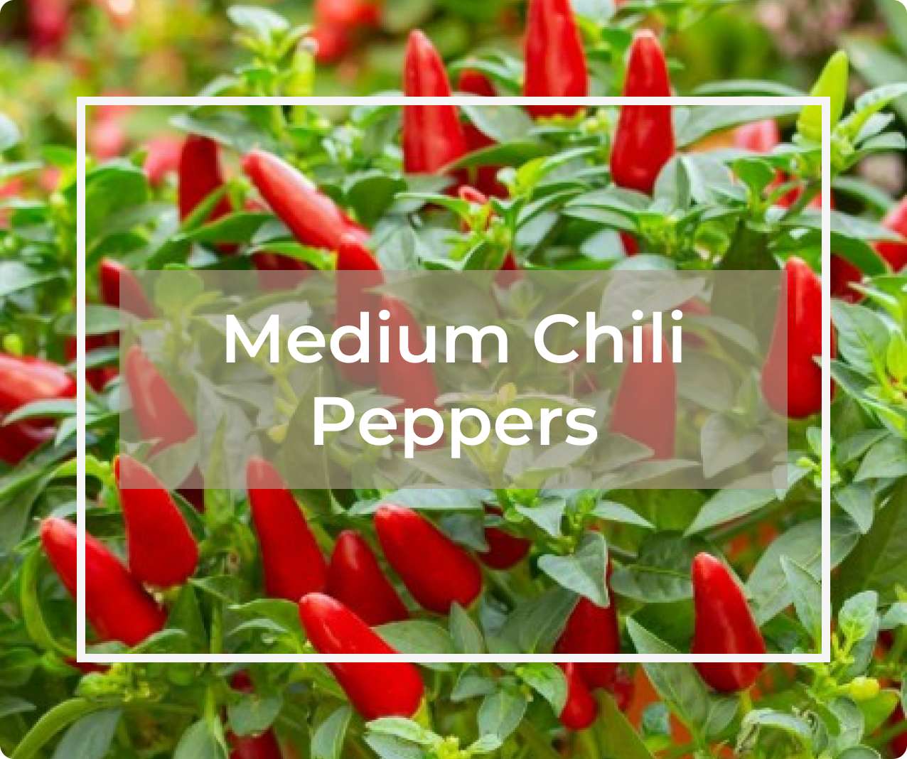 Medium Chili Peppers